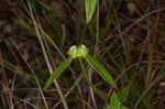 Tropical girdlepod